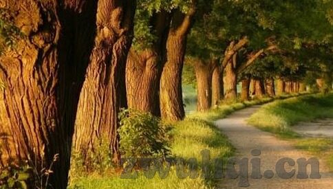 老司机在线一区二区三区-老司机在线一区二区三区，网络文化中的独特现象