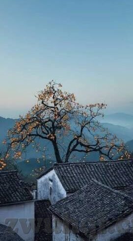 日韩丝袜无码av片-日韩丝袜诱惑，透视时尚与艺术的边界